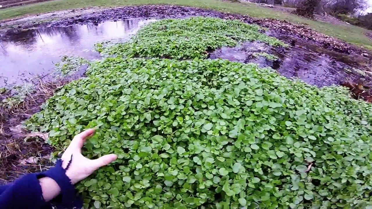 On Watercress YouTube