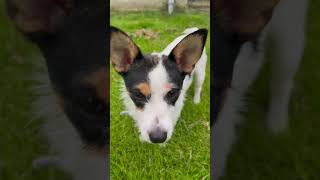 Jack Russell in Scotland (RUBY)