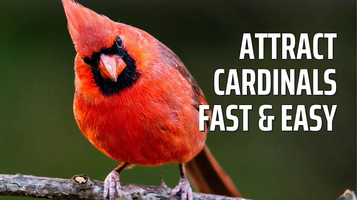 15 bewährte Tipps, um Kardinäle schnell, einfach und sicher in Ihren Garten zu locken!