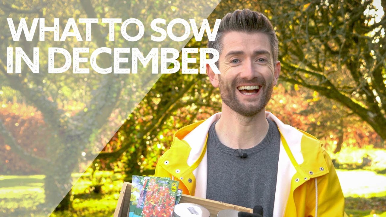 What Flowers to Sow in December Winter Flower Sowing YouTube