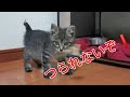 サーキットにいた猫2日目の夜 初チュール