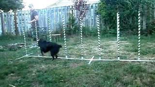 Peter Vallandingham Iris Virus Weave Poles 1 Month