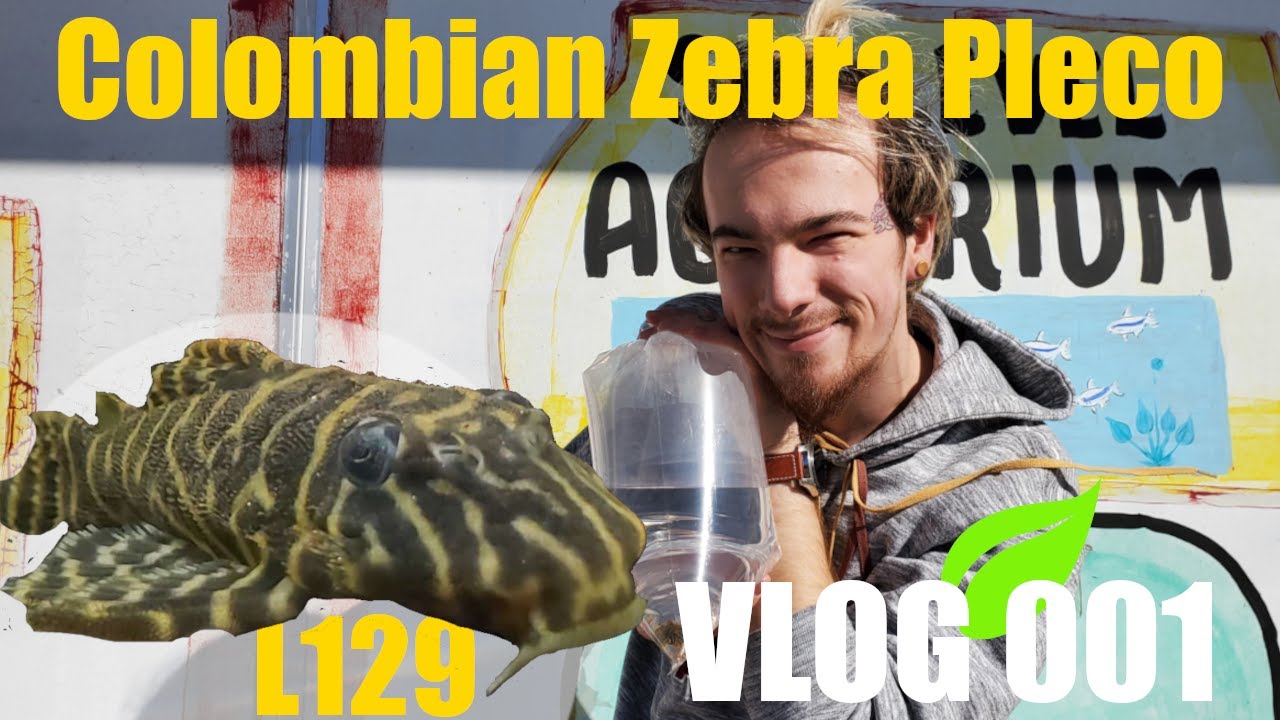 Colombian Zebra L129 Pleco - YouTube