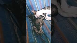 Andrea, Alexa And Alexia On The Sofa