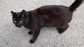 Two Black Cats And Two Tabby Cats