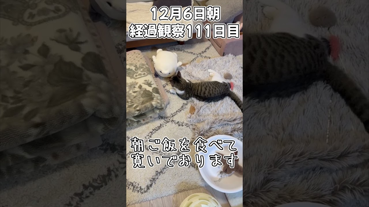 ハルのFIP闘病記 投薬治療終了! 経過観察111日目その1 