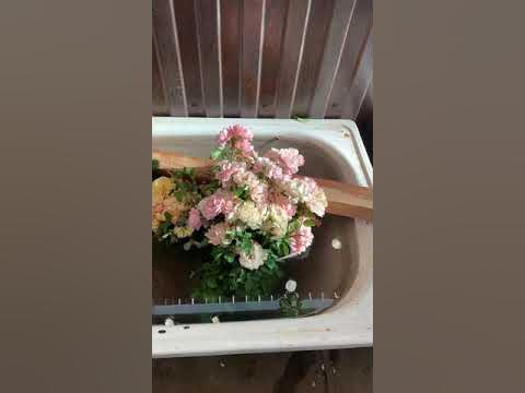 Японская роза сорт «Дафна» - YouTube