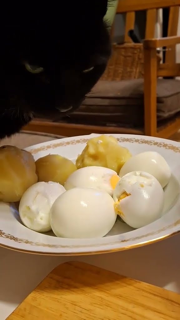 Top des vidéos très mignon ♥️ ❄️ ♥️
