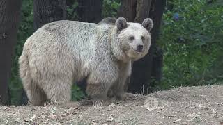 Greece’s Land Giants: Exploring the Country’s Majestic Terrestrial Wildlife #animal2025 #wildlife