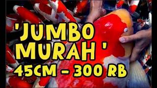 Cheap Jumbo Sale 45cm Idr 300 Thousand  04292026