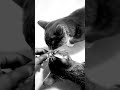 #electronicmusic #canadalife #പൂച്ച #catlife #cat