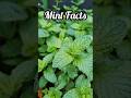 Did you know Mint has this much benifits ? #growfood #mint