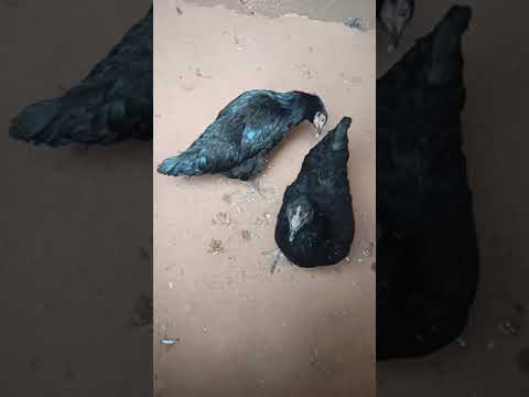 دجاج جيرسي و الاسترالوب ومميزاتهم