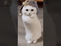 #Cat dunce😸#