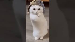 #Cat dunce😸#