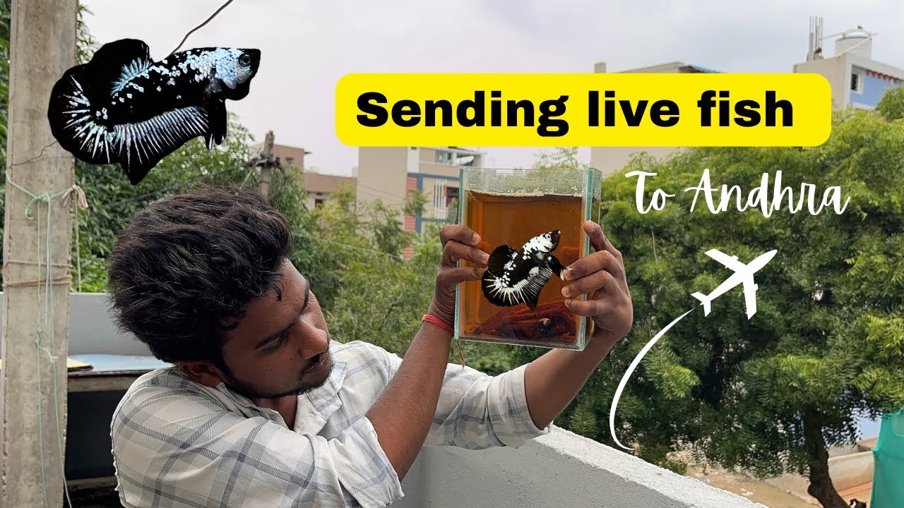 Shipping live fish to Andhra through courier from 