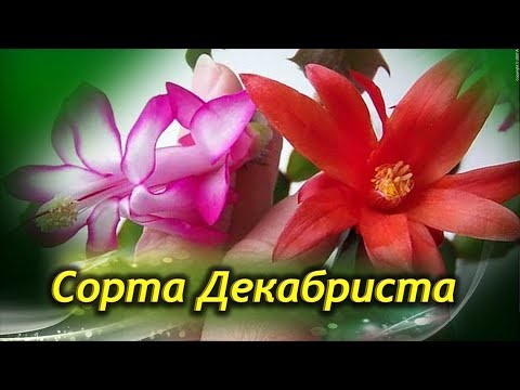 Декабрист Цветок Фото Виды