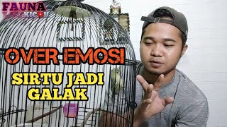SIGNS OF AN OVER-EMOTIONAL SIRTU/CIPOH BIRD AND HOW TO TREAT IT