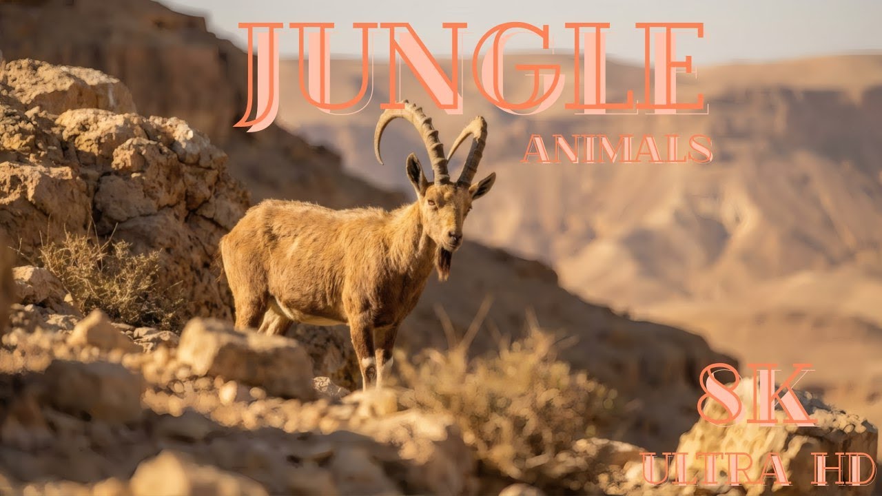 8K Animal World Wildlife Documentary | Ultra HD Nature with Vivid Visuals & Lifelike Animal Sounds