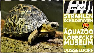 Baby Radiated Tortoises At Aquazoo Loebbecke Museum Zoos.media