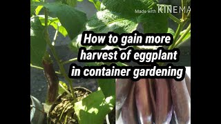 How to fertilized Eggplants