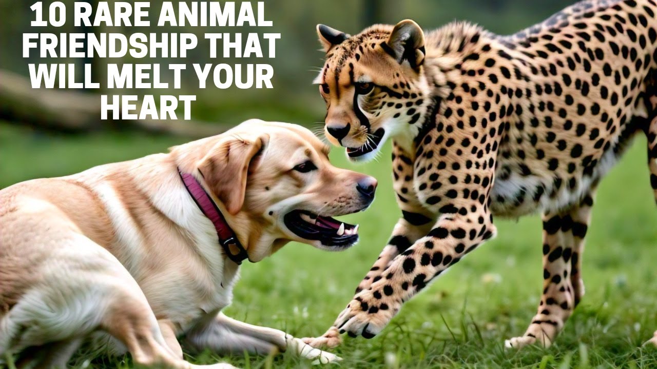10 Rare Animal Friendship that will melt your heart YouTube