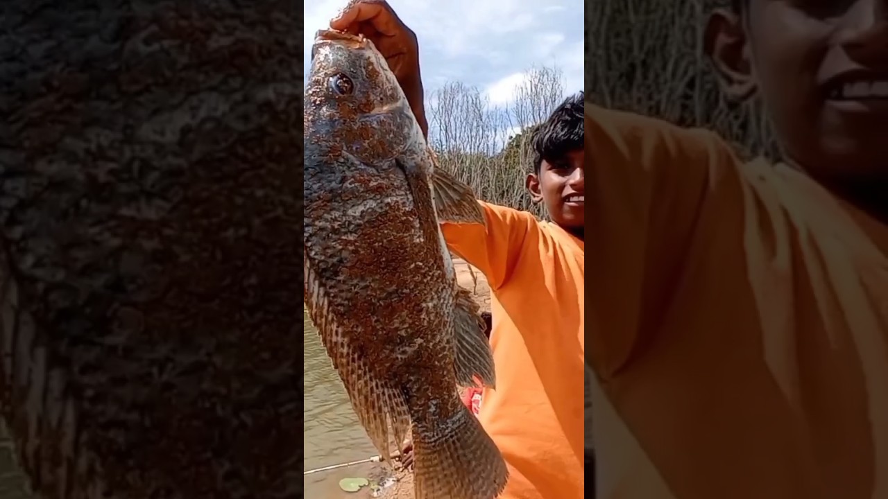 Small Boy Catching Biggest Tilapia 