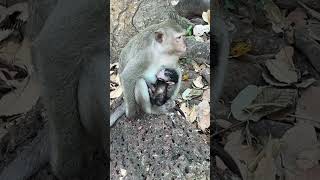 The three mothers and baby monkeys/Crab-eating macaque#shorts#monkey #babymonkey#crab eating macaque