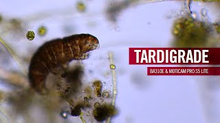 Tardigrades - Some of the toughest, and smallest, animals on earth! | by Motic Europe
