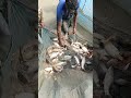 #fish #machhali #fishcutting #fish #shorts #video