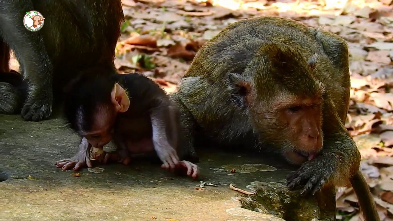 APRIL WANNA BE QUEEN FROM HER MOTHER DAISY. 