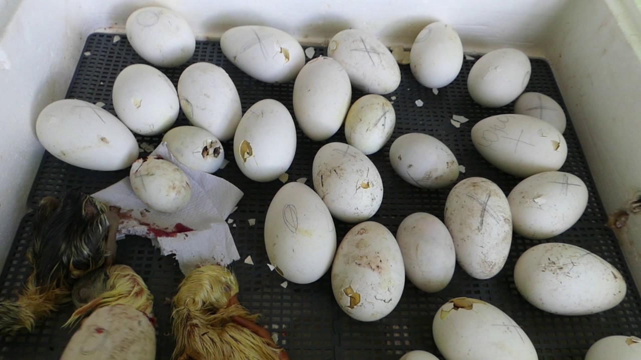 Гусиные яйца едят. Гусиные яйца в инкубаторе. Гусиные яйца гусята. Просветить гусиные яйца. Инкубация гусят.