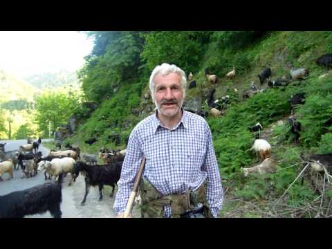 თხის ჯოგის გადაყვანა იალაღებზე მაჭახელას ხეობიდან