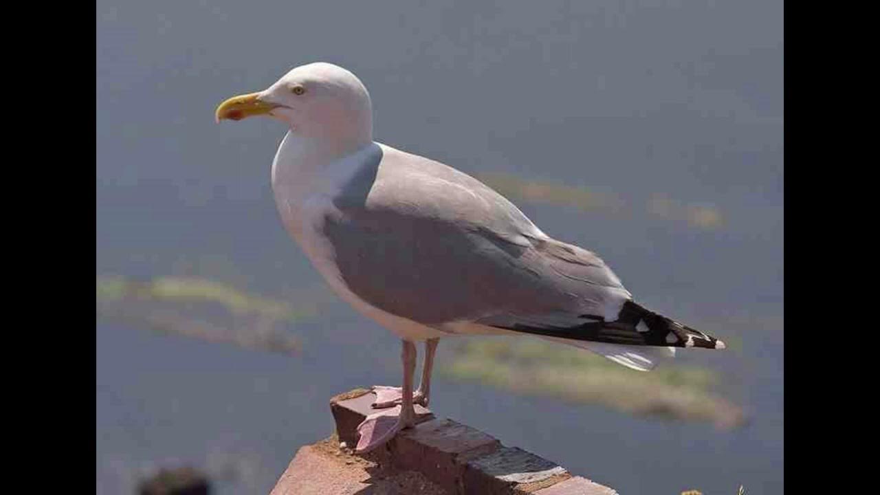 Herring Gull Bird Call YouTube
