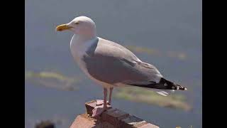 Herring Gull Bird Call