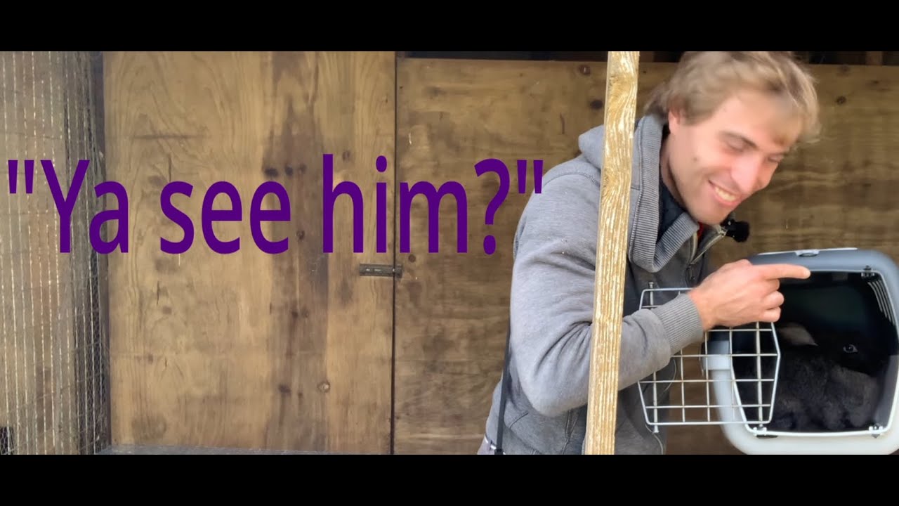 Cover Cropping and NEW RABBITS!