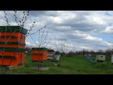 Проверка бипином на клеща (после едрён компота) пасека