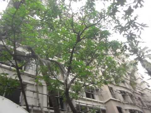 Kabra Paradise video 3