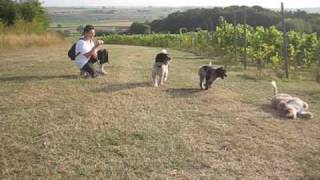 Ikita, Xtreme Et Aimara