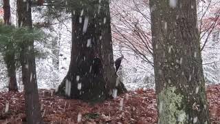 2 Pileated Woodpeckers on a Snowy Morning 11.14.2021 by PrettySlick2 17 views 2 years ago 1 minute, 4 seconds