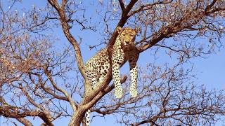 Rescuing an Injured Cheetah Cub in Namibia’s Wild Heart (4K Documentary)