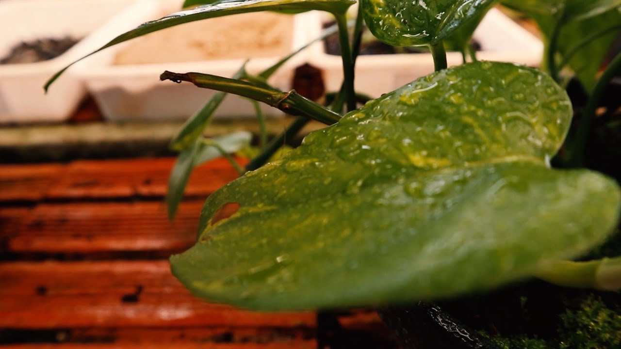 Cuidados com as plantas | Ep. 3 | Jiboia