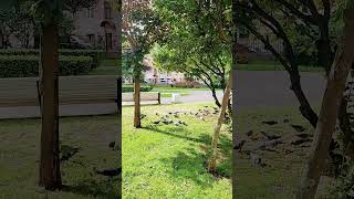 #russia_vlogs || Sohi13 || #Rusaia_hindi_vlogs #saintpetersburgrussia