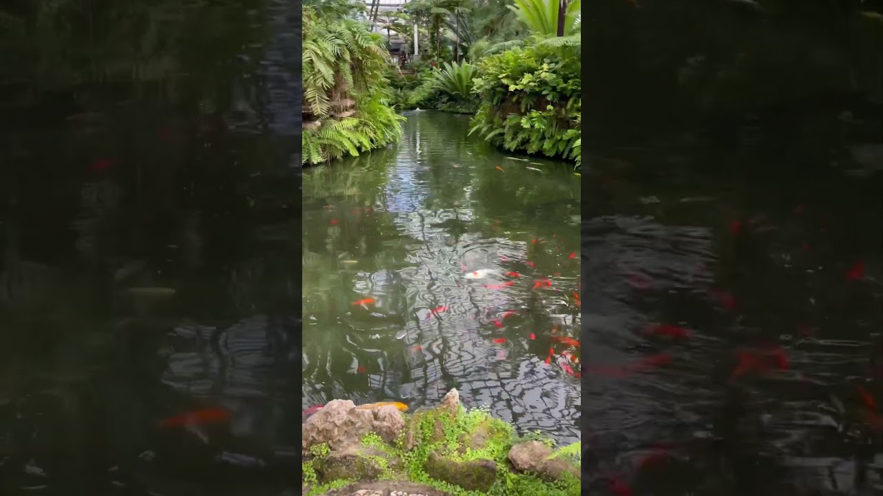 Fern House and Pond at the Garfield Park Conservatory
