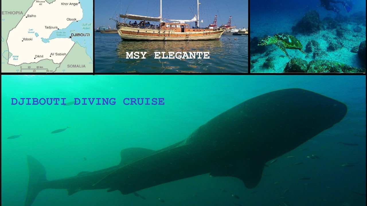 Djibouti diving cruise MSY Elegante YouTube