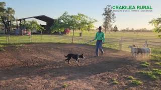 CRAIGLEA MOLLY (AI) (8 months)  Ray White Livestock Working Dog Sale 2023