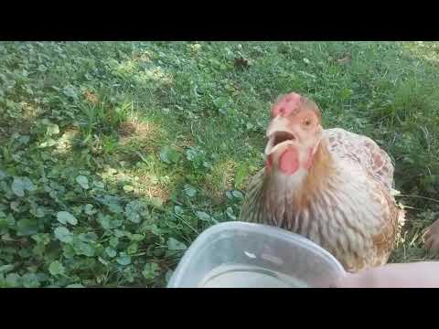 Videó: A gapeworm megöli a csirkéket?