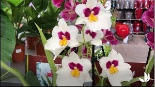 Vidéo] Comment cultiver l'orchidée miltonia ? - Jardinerie Truffaut TV