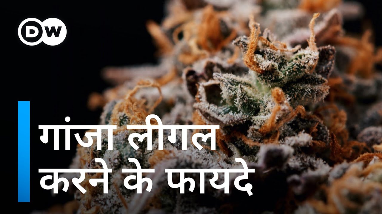 यूरोप की सबसे बड़ी इकॉनमी जर्मनी गांजा लीगल क्यों करना चाहती है? [Cannabis legal status Germany]