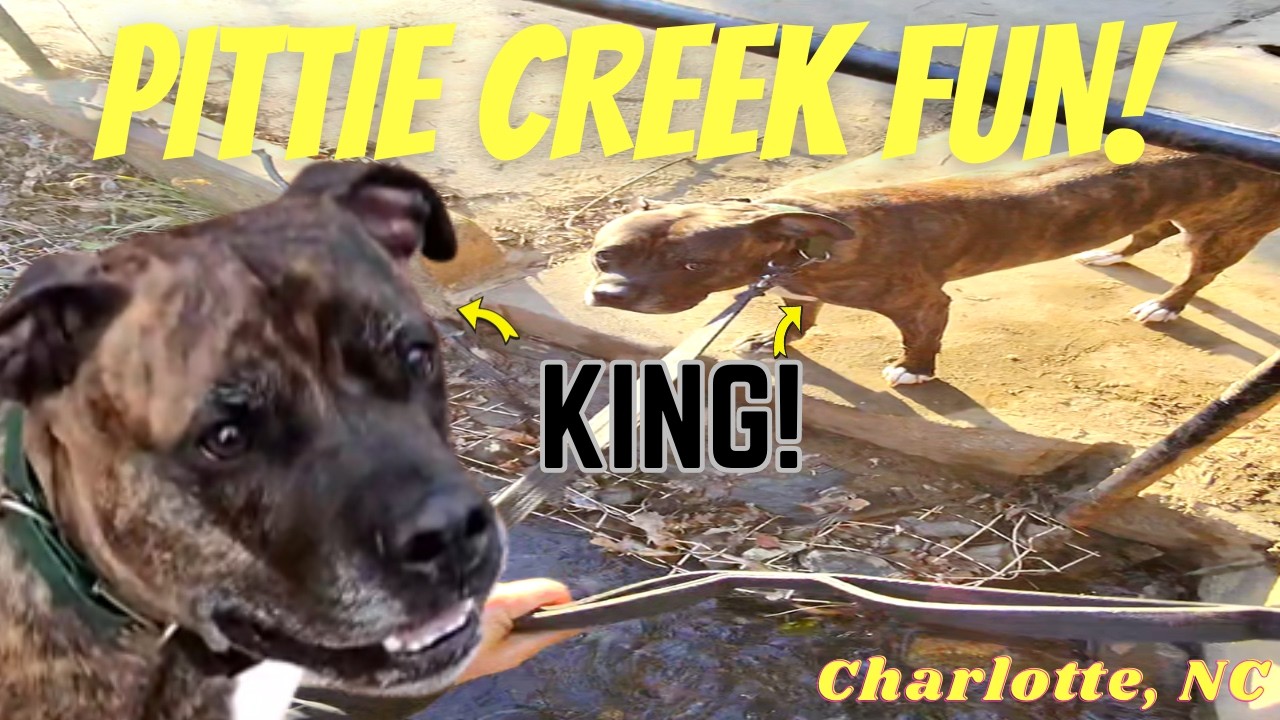 King LEARNS to HOP in the CREEK | Dog Fitness